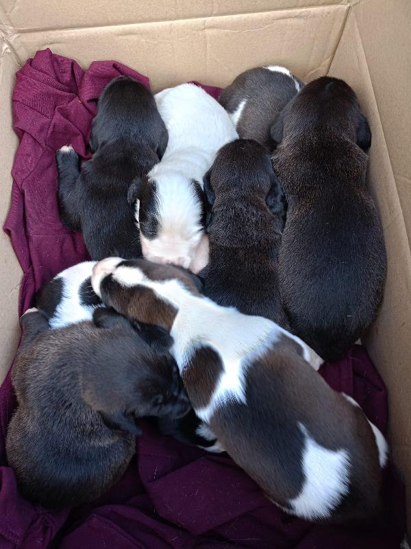  8 cuccioli in cerca d'amore “Regala un Sogno a Natale” 🎄 Foto 10